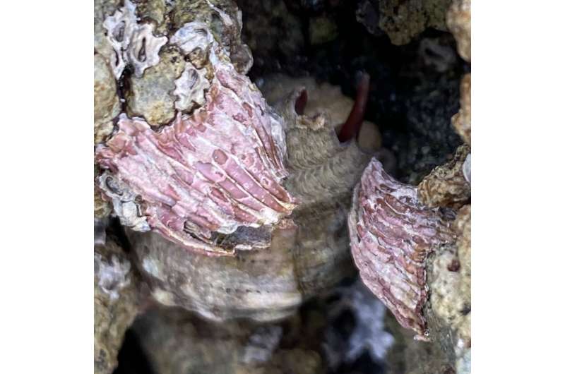 Barnacle bends shape to fend off warm-water sea snails on the move