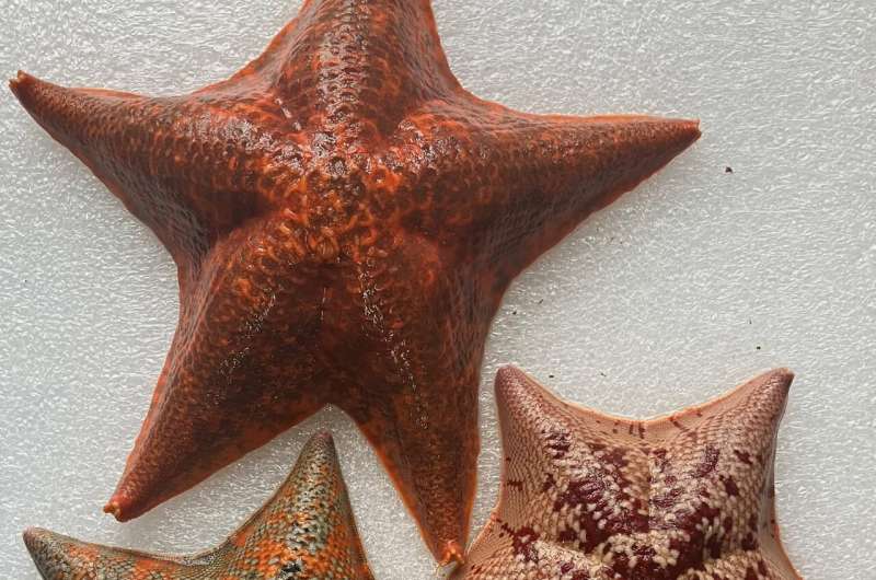 Basic 'toolkit' for organ development is illuminated by sea star