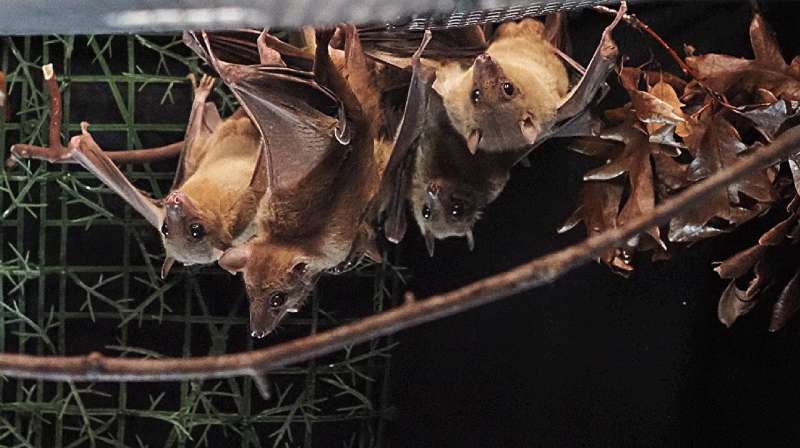 Bat study reveals how the brain is wired for collective behavior