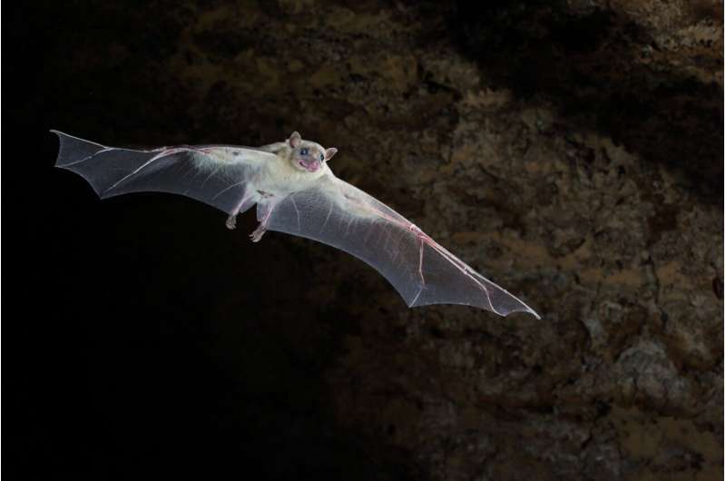 Bats have determined that the air over the urban areas is significantly warmer than the air in parks