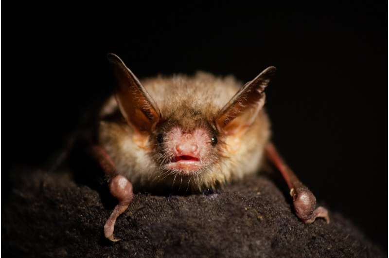 Bats' high-risk, high-gain hunting tactics increase prey profitability