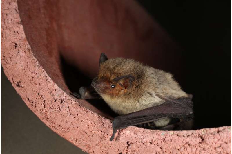 Los murciélagos luchan durante la transición a la agricultura orgánica