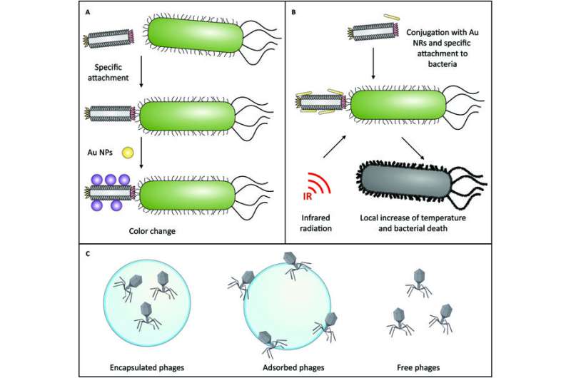 Battling drug resistant bacteria with bacteriophages