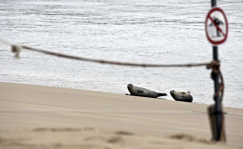 Beach areas with seals are roped off, to keep people at a safe distance