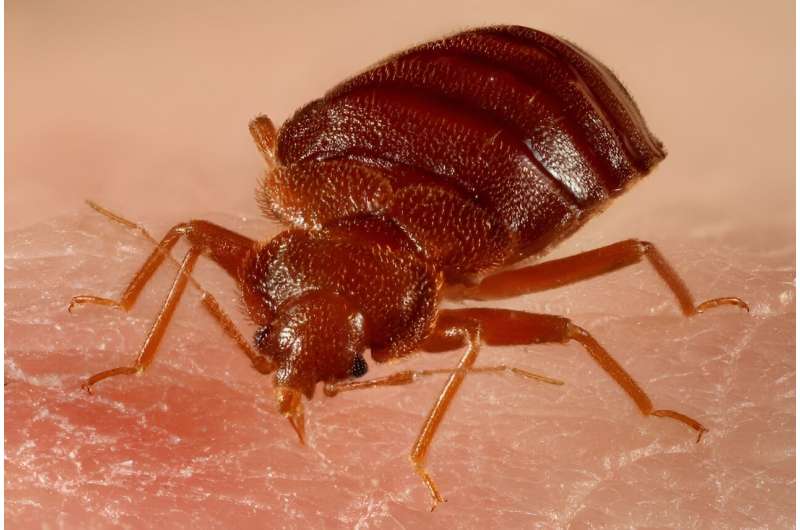 Bed bugs are a global problem, yet we still know little about how they spread