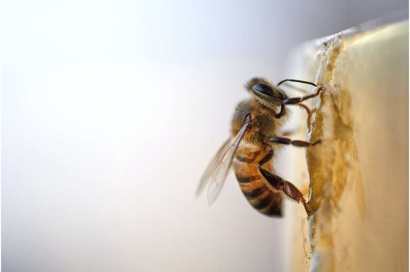 Bee disease offers rare insights into RNA virus origins