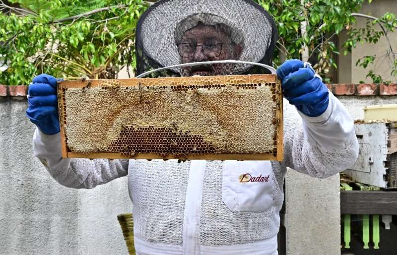 El apicultor Jay Weiss sostiene una bandeja de panal extraído de una caja de colmena durante la producción de miel en su patio trasero en Pasade.