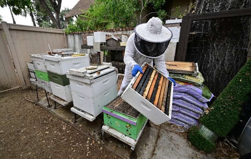 El apicultor Jay Weiss almacena abejas en cajas de colmenas durante el proceso de elaboración de miel en su patio trasero en Pasadena, California en M