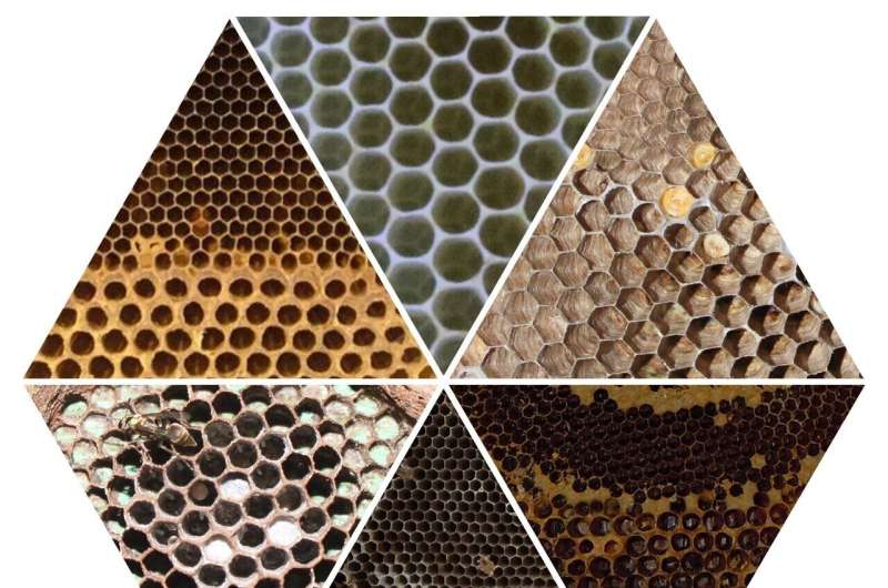 Bees and wasps independently invent the same architectural tricks