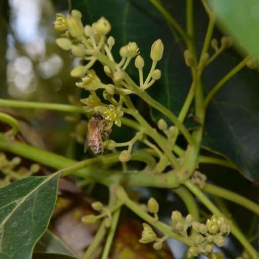 Bees can help prove avocado crops are free of a pathogen that could be a barrier to exports