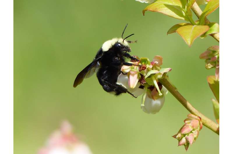 Bees flock to clearcut areas but numbers decline as forest canopy regrows, OSU research shows