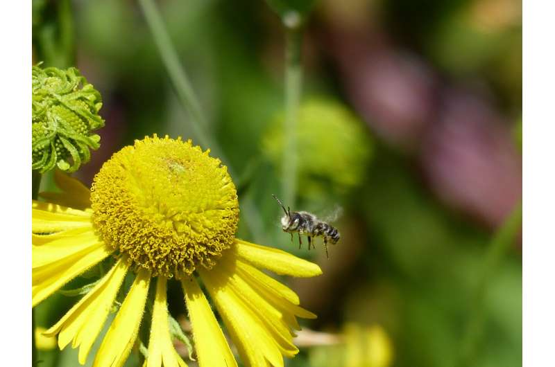 Bees flock to clearcut areas but numbers decline as forest canopy regrows, OSU research shows
