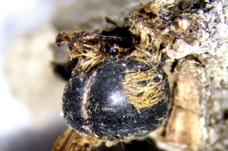 На південно-західному узбережжі Португалії знайшли муміфікованих бджіл часів фараонів