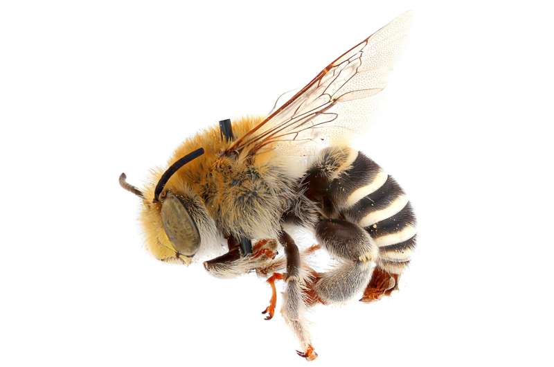 Las abejas probablemente evolucionaron del antiguo supercontinente, antes de lo que se sospechaba