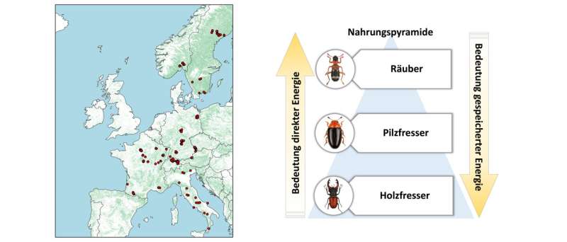 Beetles and their biodiversity in dead wood