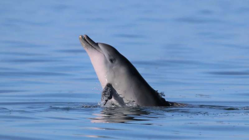 Begging dolphins prompt calls to reform recreational fishing