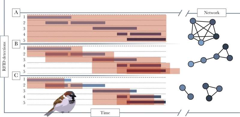 Being friendly, but not too friendly, helps sparrows breed successfully
