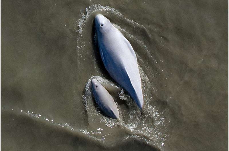 Beluga whales' calls may get drowned out by shipping noise in Alaska's Cook Inlet
