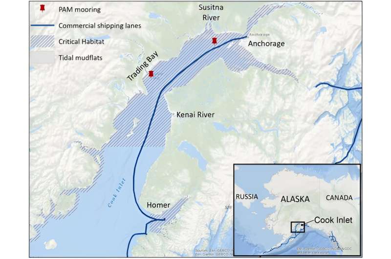 Beluga whales' calls may get drowned out by shipping noise in Alaska's Cook Inlet