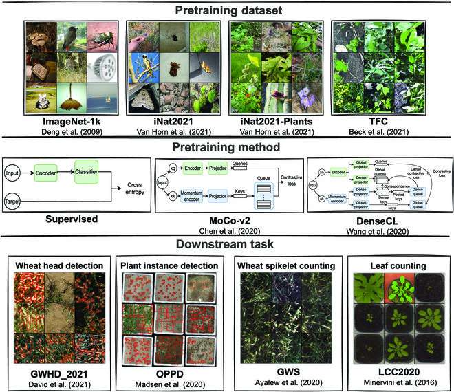 Benchmarking deep-learning methods for more accurate plant-phenotyping