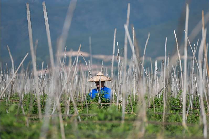 Between 1992 and 2009, the portion of Inle covered by floating farms increased by 500 percent, according to a report from Myanmar's government