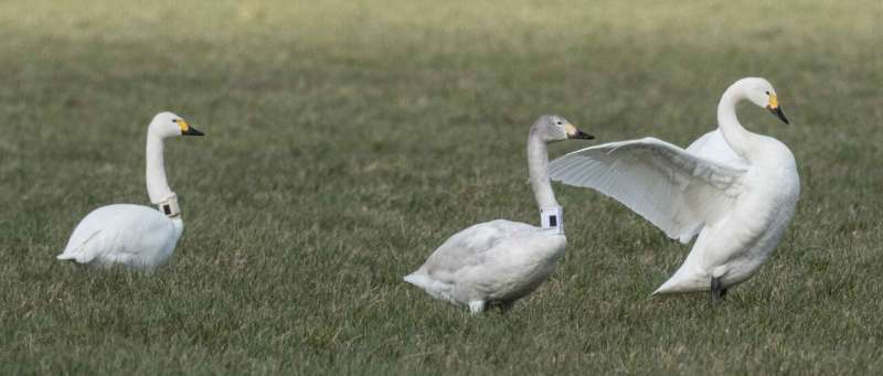 Bewick's swans choose wintering areas based on the weather
