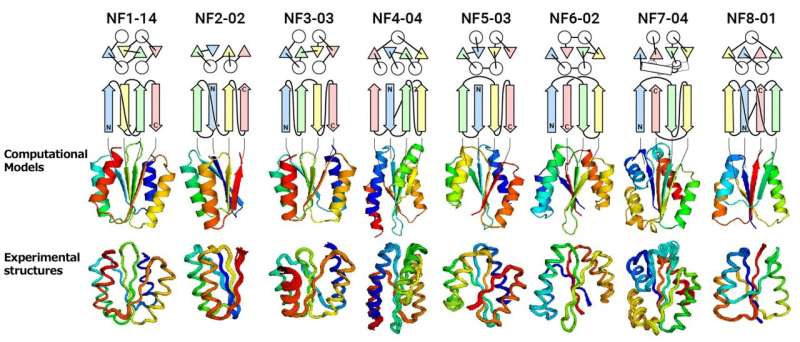 Beyond nature's imagination: Scientists discover extensive array of protein folds unexplored in nature