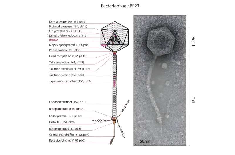 BF23 bacteriophage study reveals that viruses can cope with bacterial restriction and modification