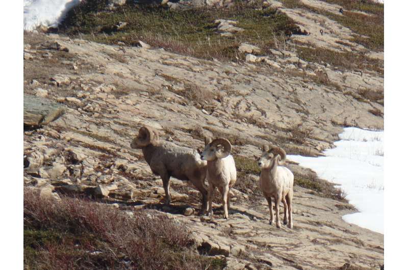 Bighorn sheep associations: understanding tradeoffs of sociality and implications for disease transmission