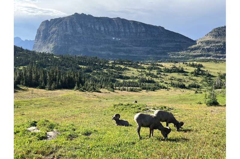 Bighorn sheep associations: understanding tradeoffs of sociality and implications for disease transmission