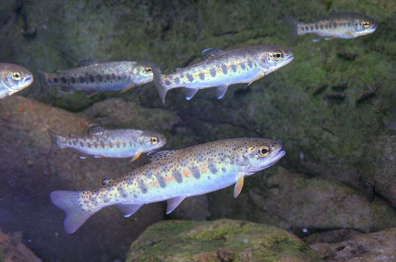 Billions in conservation spending fail to improve wild fish stocks in Columbia Basin