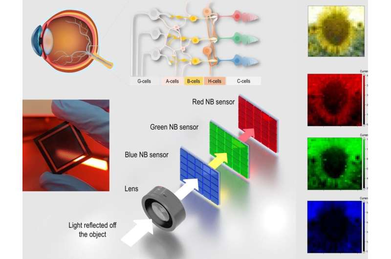 Bio-inspired device captures images by mimicking human eye