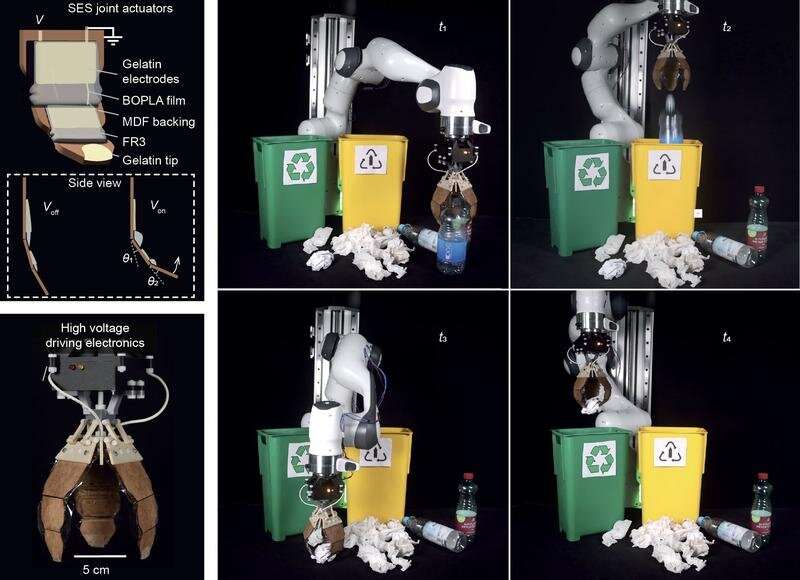 Biodegradable artificial muscles: Going green in the field of soft robotics