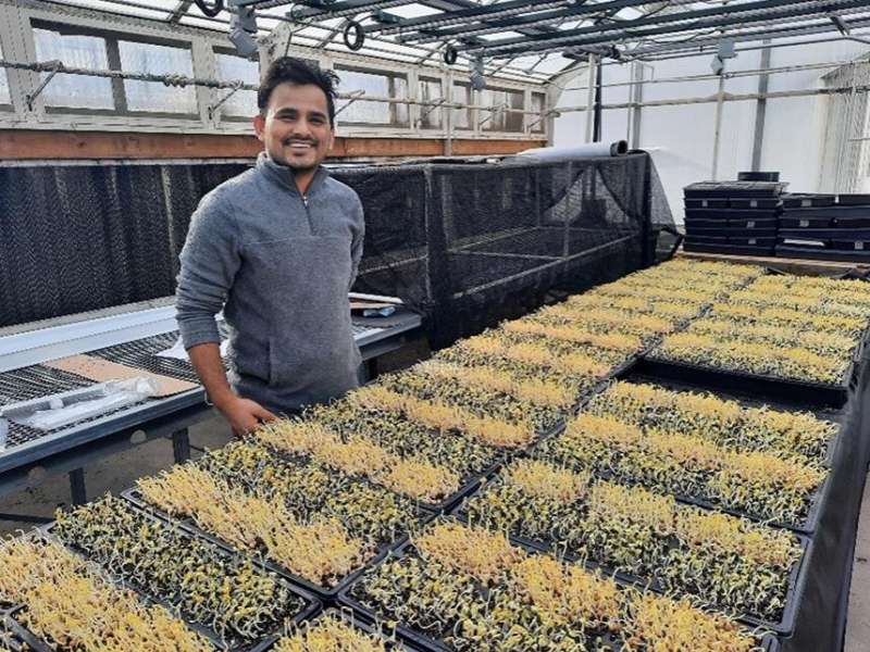 Biofortification of microgreens with zinc could mitigate global 'hidden hunger'