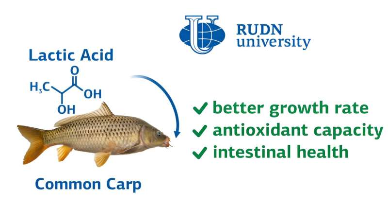 Biologist improves carp growth with lactic acid 