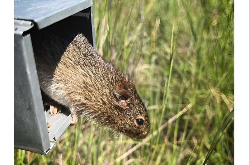 Biologists discover new rodent-based virus