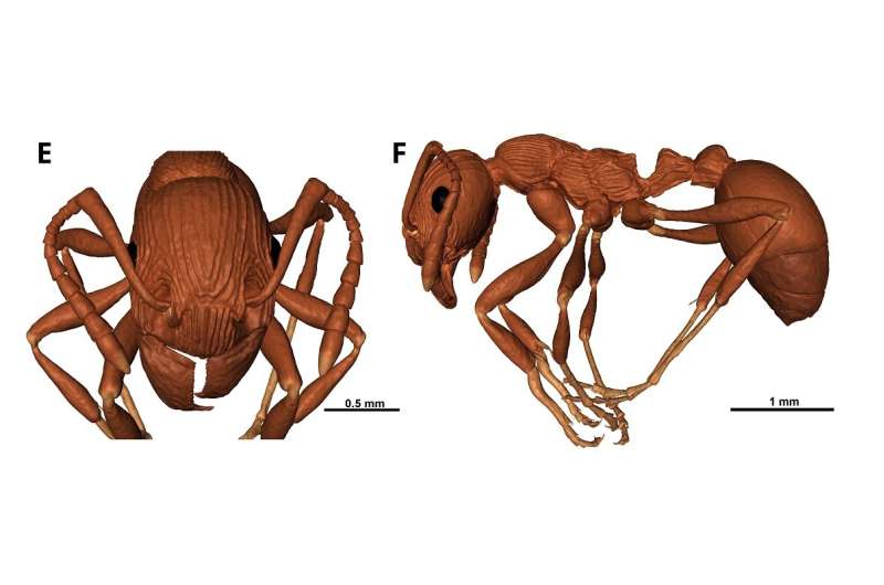 Biólogos descubren las primeras especies fósiles de hormigas de montaña en ámbar báltico
