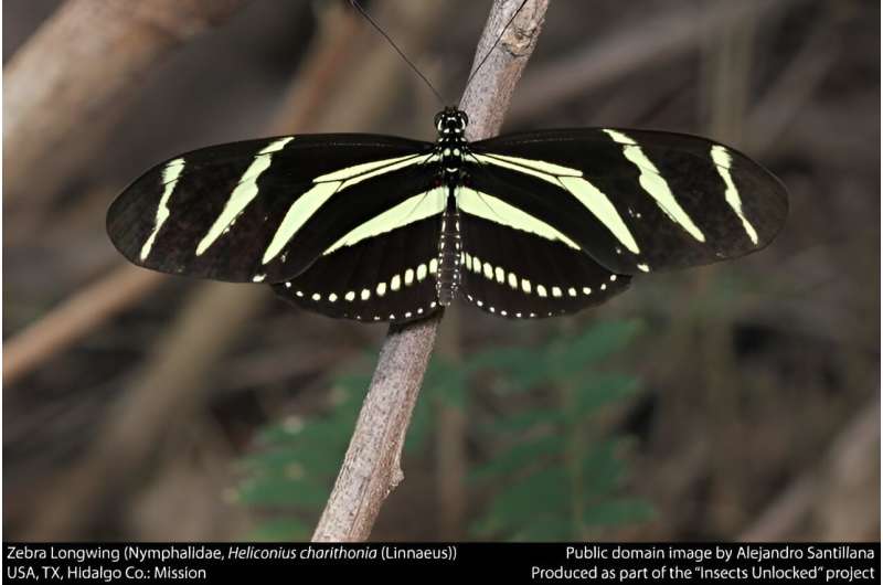 Biologists find what colors a butterfly's world