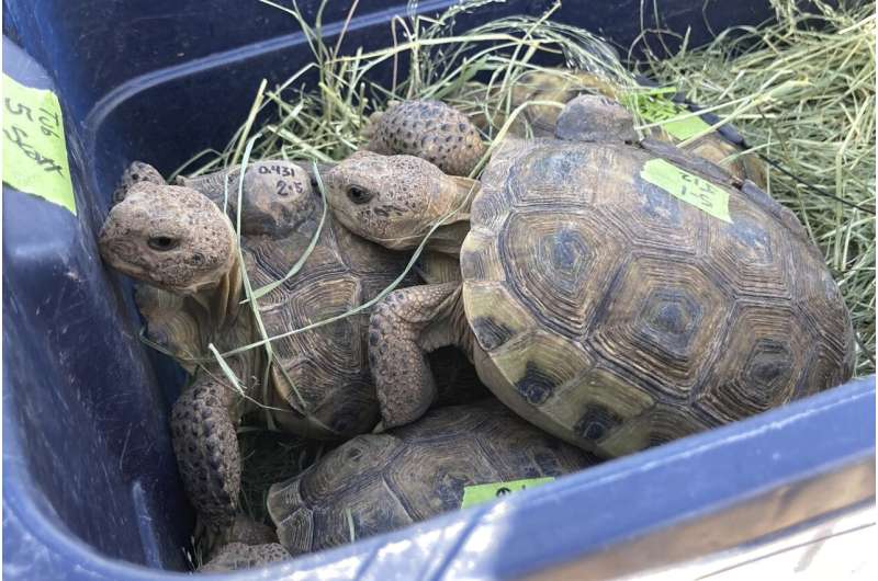Biologists in slow and steady race to help North America's largest and rarest tortoise species