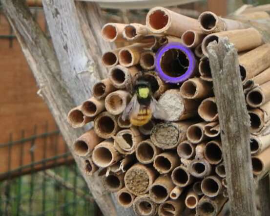Biologists investigate how bees identify their own nests