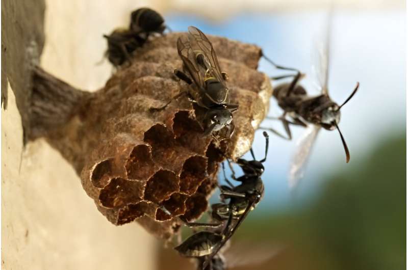 Biopesticide is harmless to mammals but can wipe out colonies of wasps that benefit plants