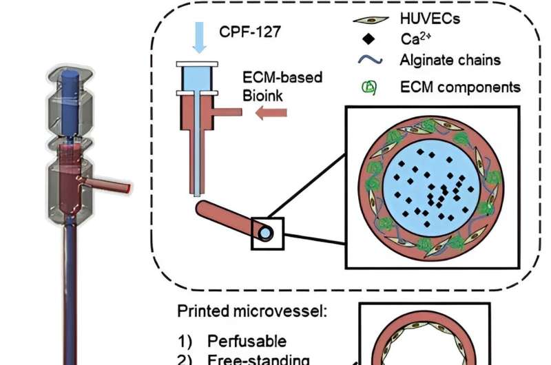 Bioprinting methods for fabricating in vitro tubular blood vessel models