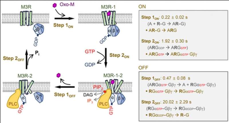 Biosensor for real-time detection of the G-protein molecular switch