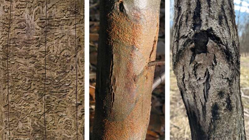 Biotechnology offers holistic approach to restoration of at-risk forest tree species