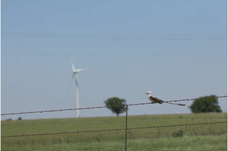 Bird and bat deaths at wind turbines increase during species' seasonal migrations