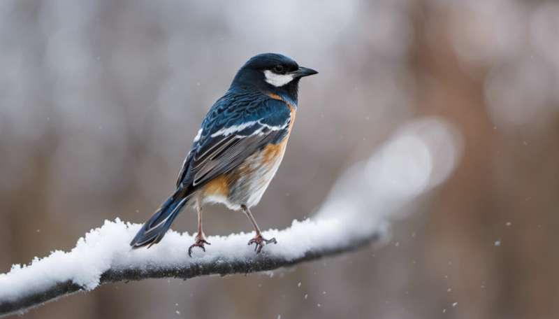Bird-brained? Climate change may affect intelligence in birds