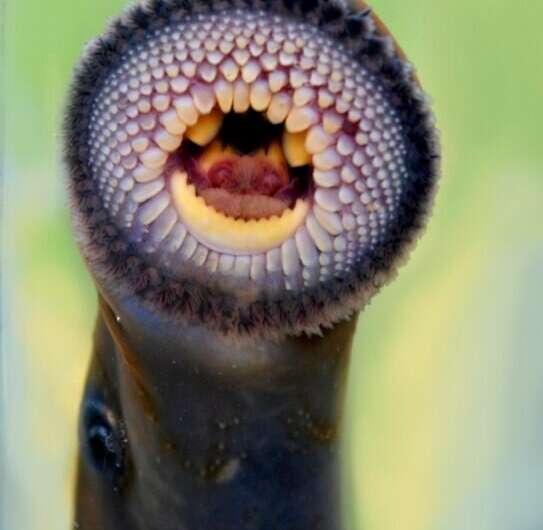 Bird diet sampling helps uncover secrets about the lives of lampreys