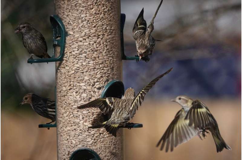 Bird feeding may give humans something to chirp about