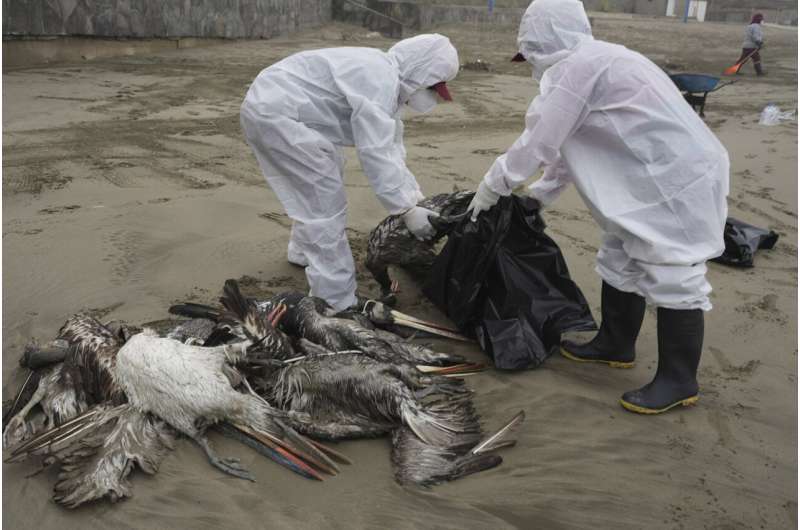 禽流感:科学家发现突变，威胁仍然很低