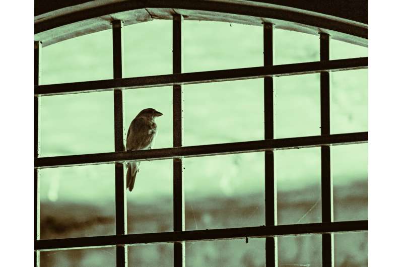bird window